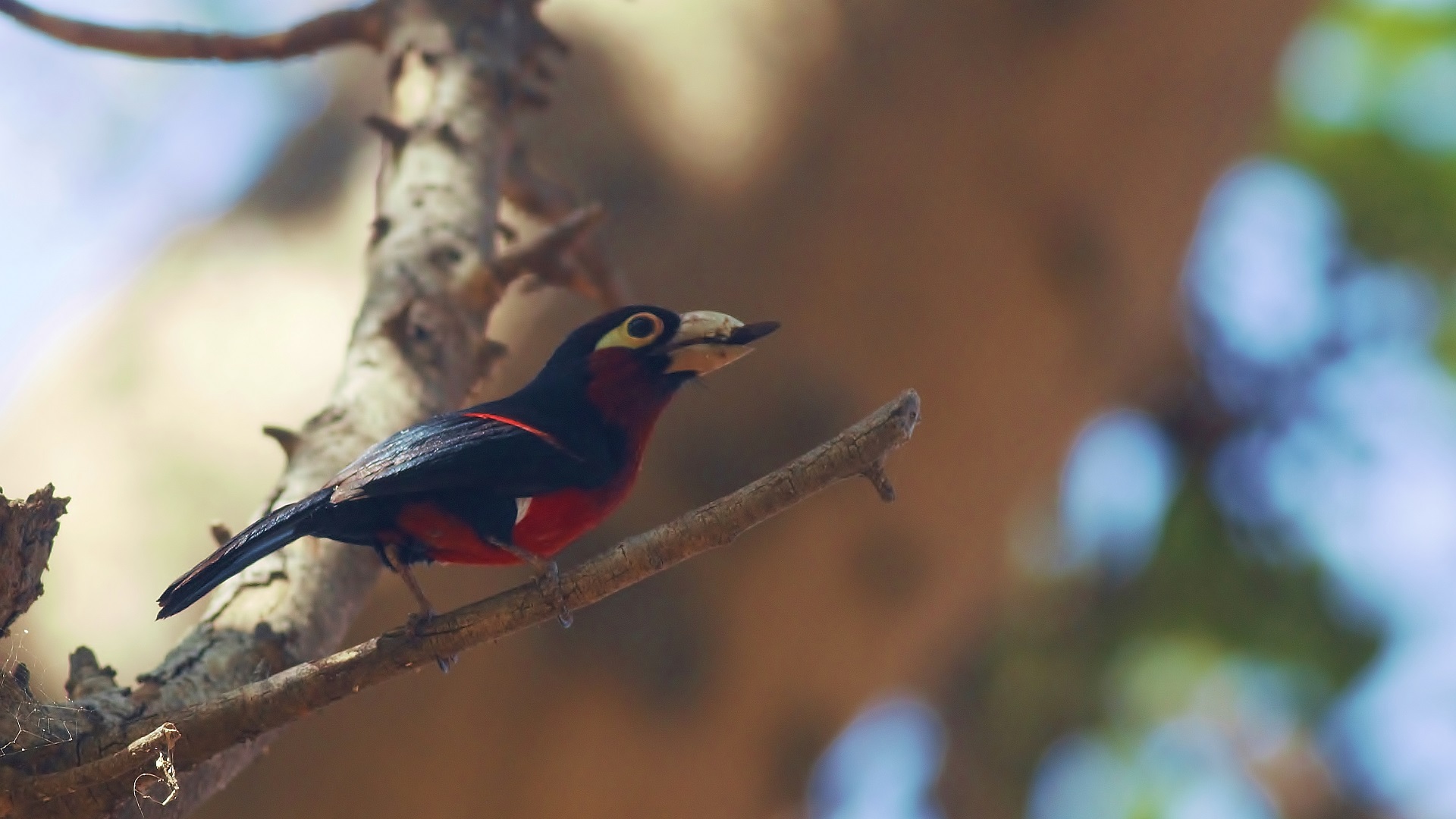 Double-toothed Barbet — Ana fotoğraf